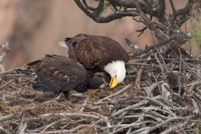 Bald-Eagle;Eagle;Feeding-Behavior;Haliaeetus-leucocephalus;Nest;aerie;avifauna;b